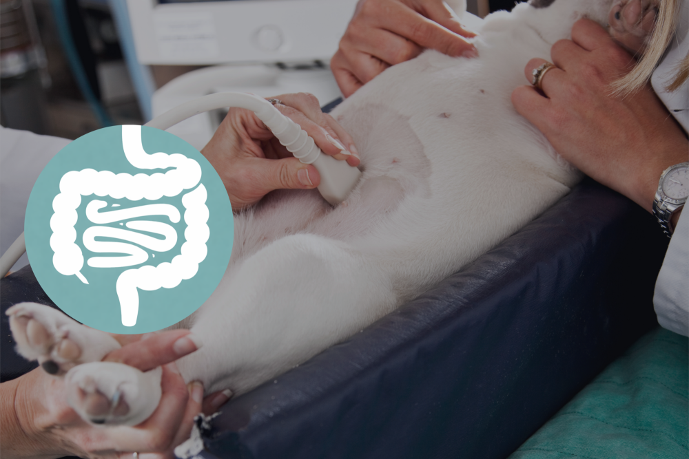 Echo abdomen advanced: module 3