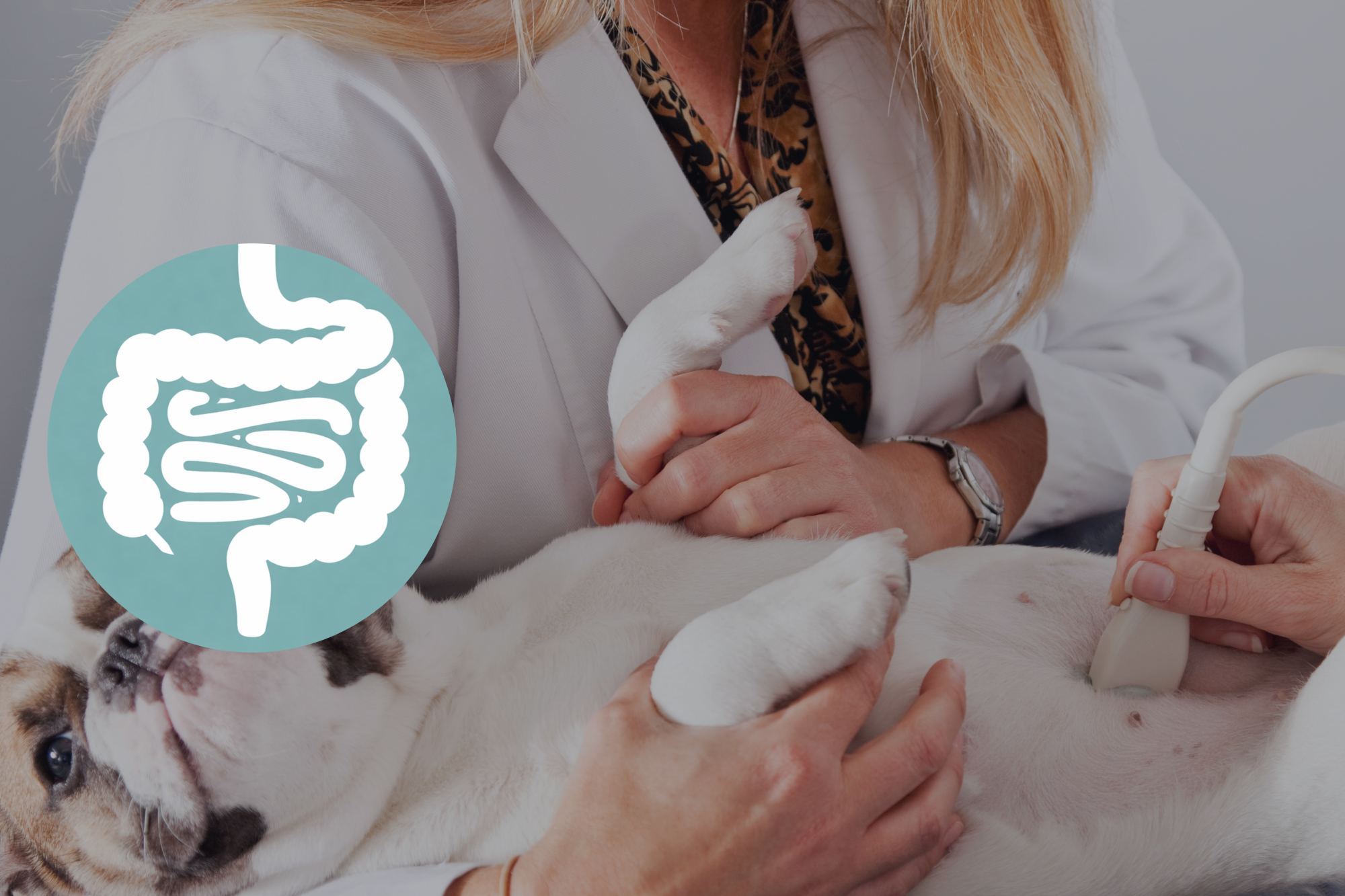 Echo abdomen basic: module 1