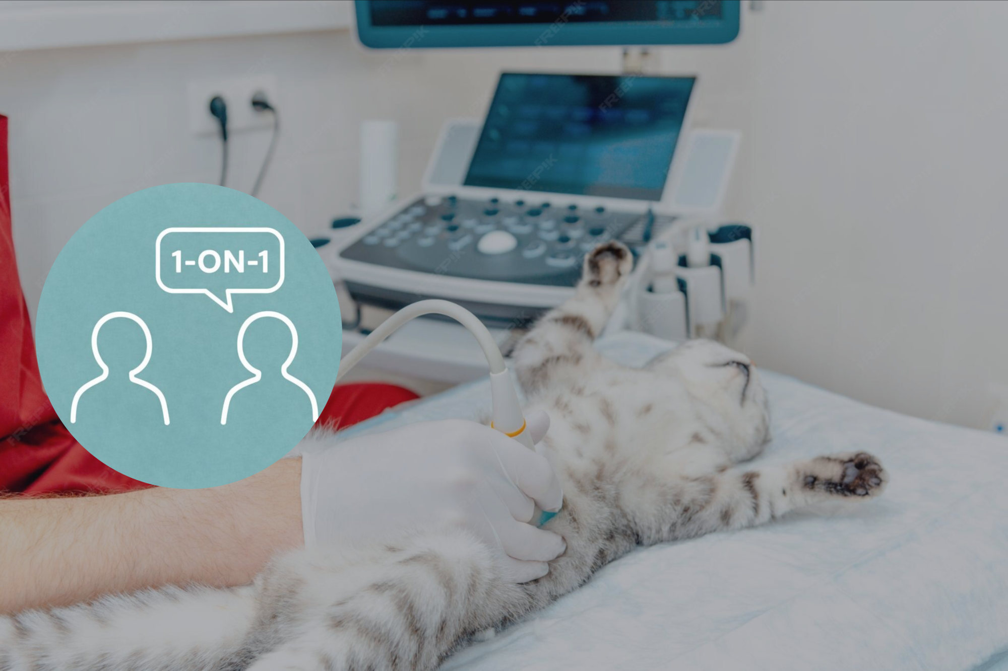 Echo abdomen One-on-One