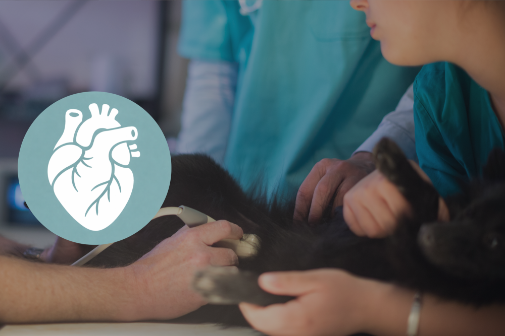 Echocardio advanced: module 1