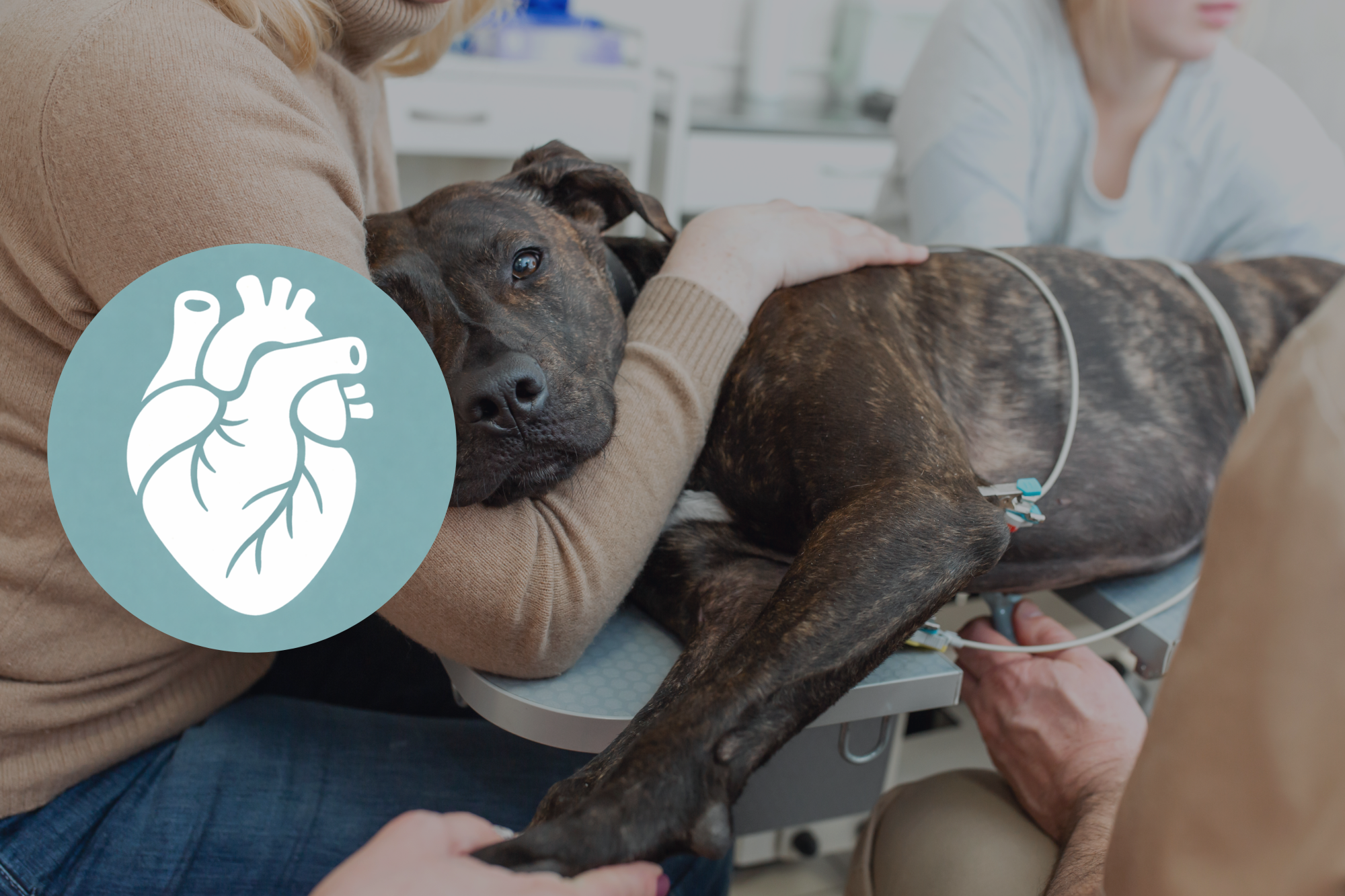 Echocardio advanced: module 3