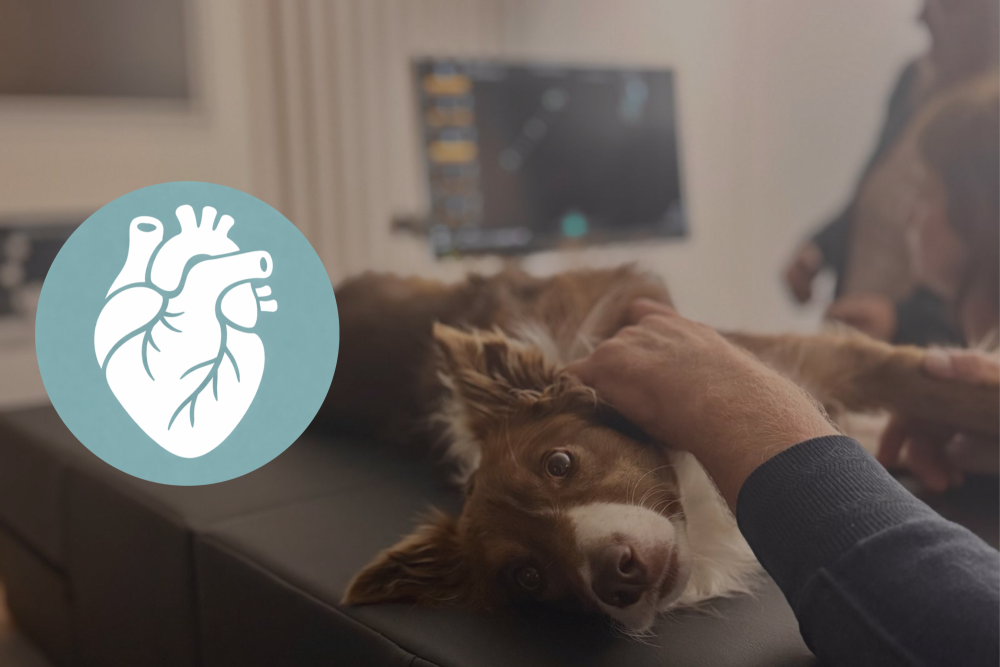 Echocardio advanced: module 4