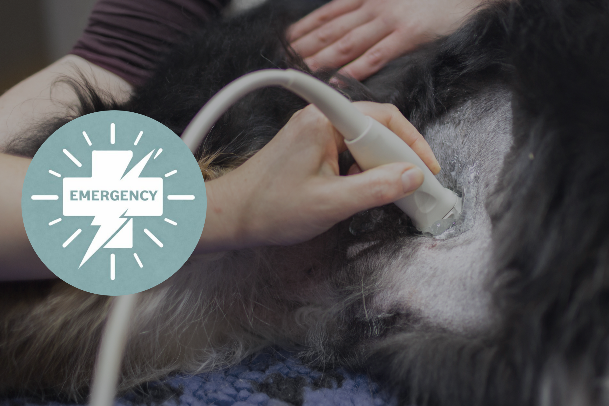 POCUS (Point-Of-Care)